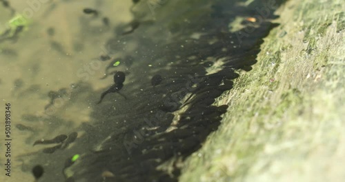 Swarm of common frog tadpoles swimming in a small pond in Europe. Top view, no people photo