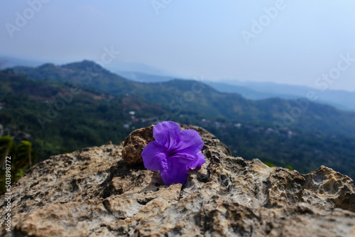 Petunia flowers blooming on a rough rock with mountains in the background