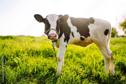 Calf eating green grass at sunset. Farm baby animal.