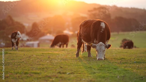 cow eating grass in a field