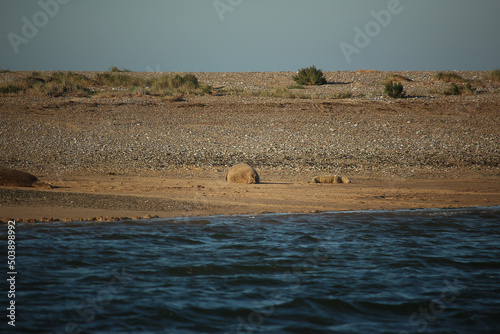 Common seals swimming and basking in the sun in the water and on the beaches around Blakeney, Norfolk, UK.