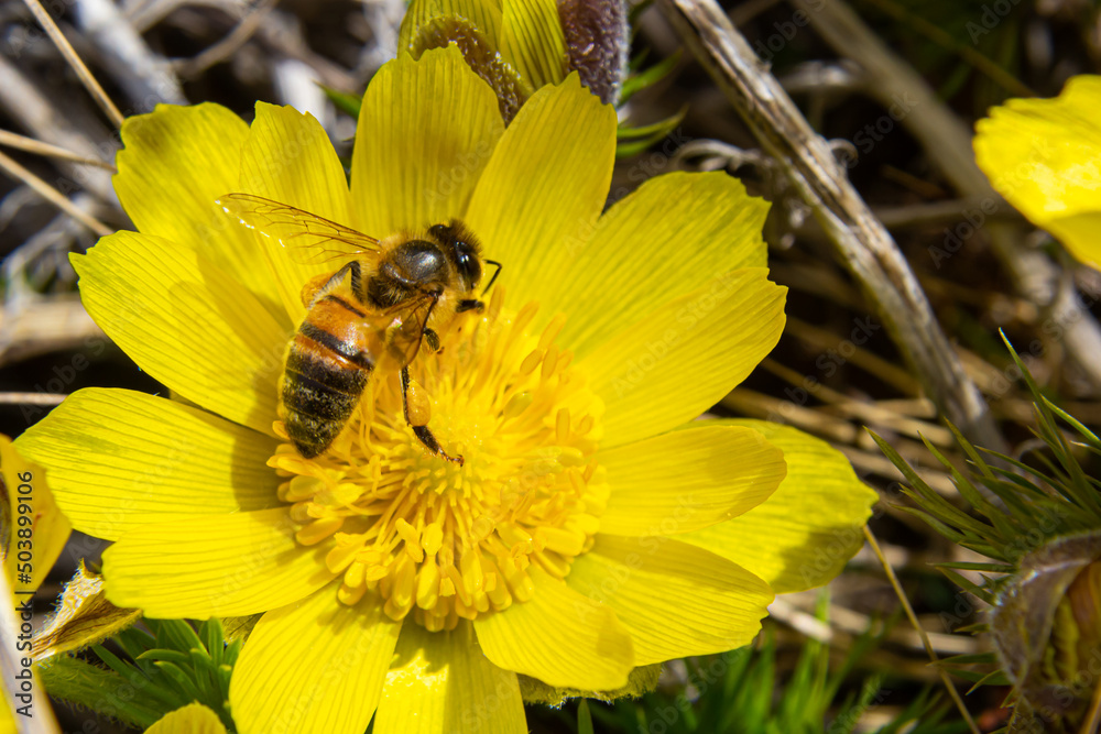 Honey bee on blooming adonis flower, Spring background, honey bee pollinating wild yellow flower Honey bee on blooming adonis flower, Spring background, honey bee pollinating wild yellow flower