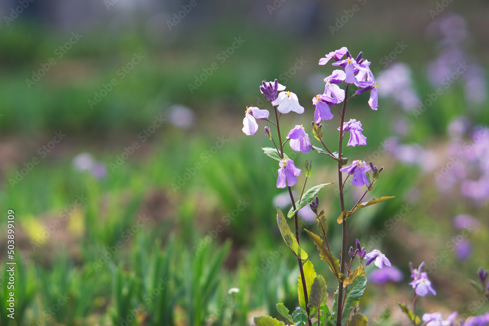 Zhuge vegetables blooming in the wild in spring Zhuge vegetables blooming in the wild in spring