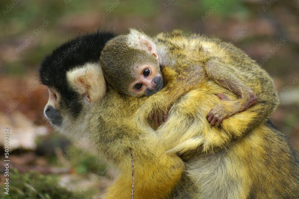 Obraz premium A young Squirrel Monkey riding along on its mothers back 