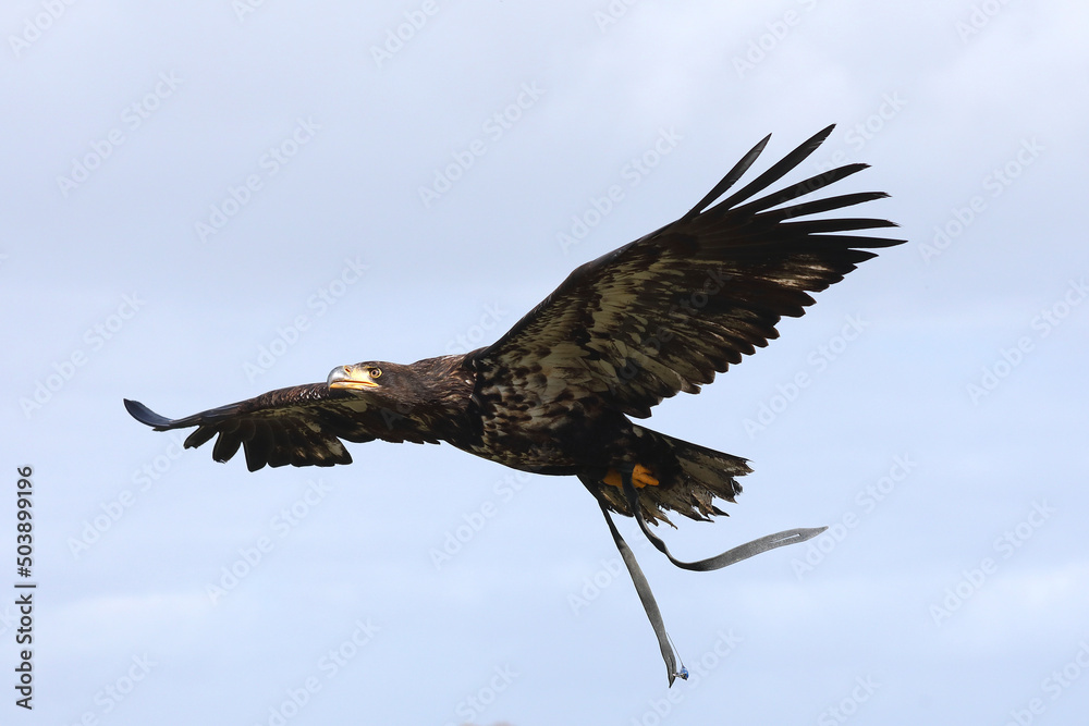 Fototapeta premium A juvenile Bald Eagle in flight equipped with leather straps and a tracker 