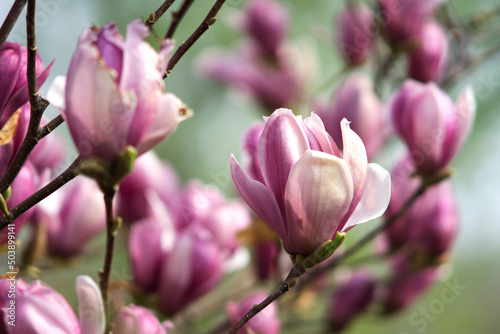 Close up of magnolias blooming on trees © zhenya