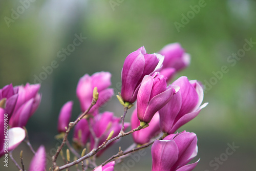 Beautiful magnolias are on the branches