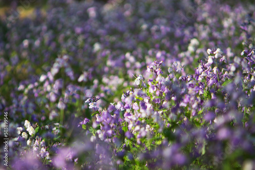 Zhuge has small purple flowers
