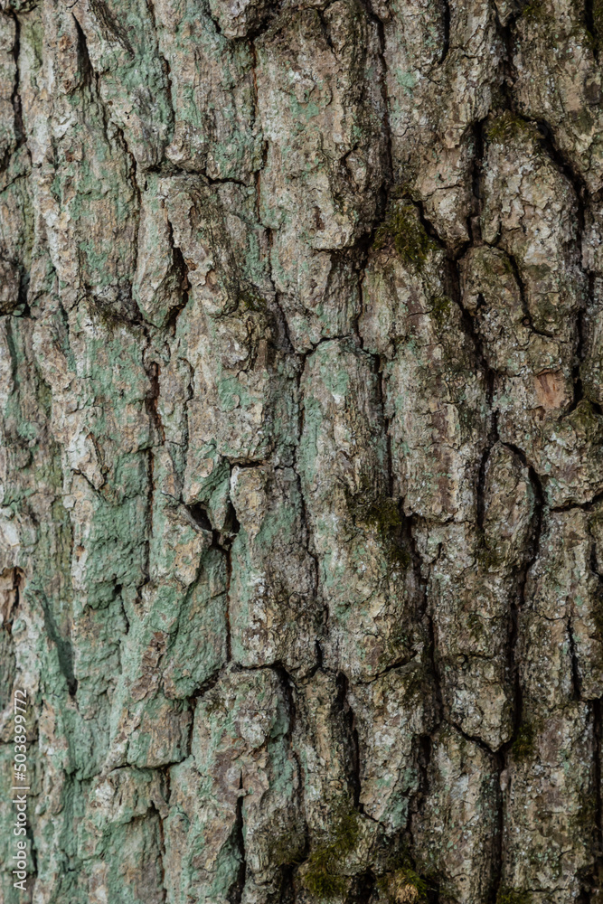 close up of the old bark texture pattern in the forest Vintage background close up of the old bark texture pattern in the forest Vintage background