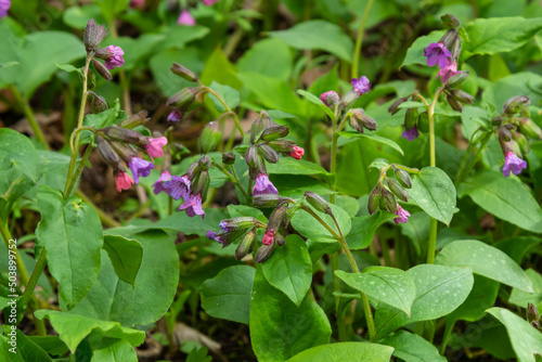 Pulmonaria officinalis  common names lungwort  common lungwort  Mary s tears or Our Lady s milk drops  is a herbaceous rhizomatous evergreen perennial plant of the genus Pulmonaria