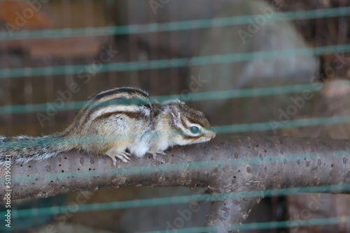 Tiny, furry mammals at a garden centre in Amwell just outside Ware, Hertfordshire, UK. photo