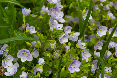 Macro photography of birdeye speedwell, veronica persica, at soft natural light