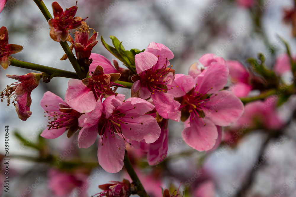 Peach branches densely covered with pink flowers - abundant flowering of the fruit tree Peach branches densely covered with pink flowers - abundant flowering of the fruit tree