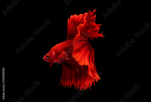 Blue and red color at swaying on black background ,Siamese fighting fish(Rosetail)(half moon),fighting fish,Betta splendens, clipping path