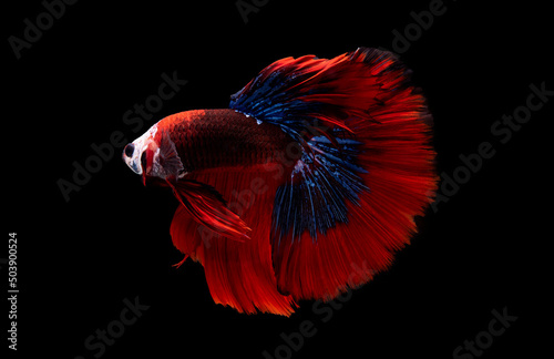 Blue and red color at swaying on black background ,Siamese fighting fish(Rosetail)(half moon),fighting fish,Betta splendens, clipping path