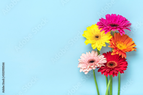 Bouquet of gerberas on blue background Top view Flat lay Holiday greeting card Happy moter s day  8 March  Valentine s day  Easter concept Copy space Mock up