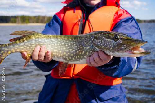 fisherman hand holding pike. Angler with pike fish. Amateur fisherman holds trophy pike Esox lucius. Happy angler holds pike fish. fishing at sunny day