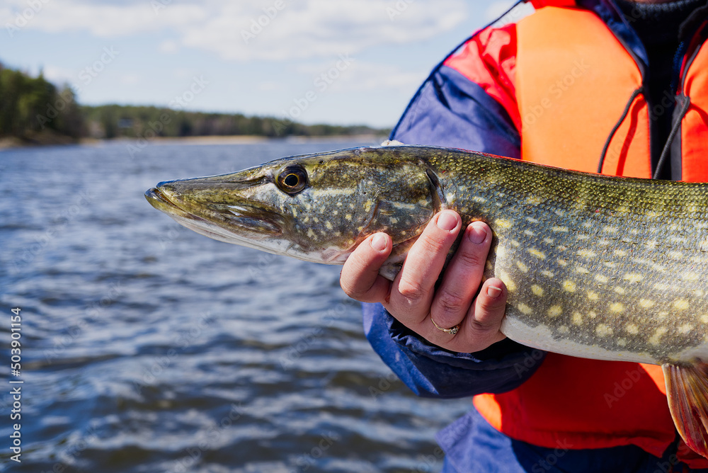 fisherman hand holding pike. Angler with pike fish. Amateur fisherman holds trophy pike Esox lucius. Happy angler holds pike fish. fishing at sunny day fisherman hand holding pike. Angler with pike fish. Amateur fisherman holds trophy pike Esox lucius. Happy angler holds pike fish. fishing at sunny day