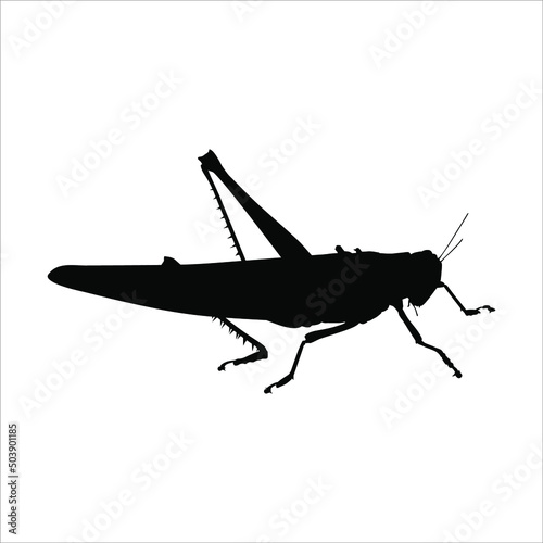 Silhouette of Grasshoppers for Logo or Graphic Design Element. Vector Illustration 
