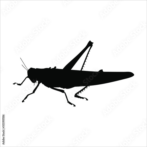 Silhouette of Grasshoppers for Logo or Graphic Design Element. Vector Illustration  photo