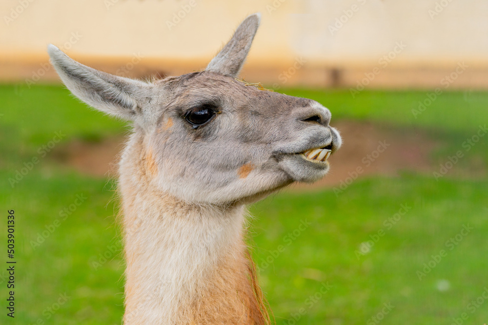 Cute south american llama animal. Pet of the Incas.