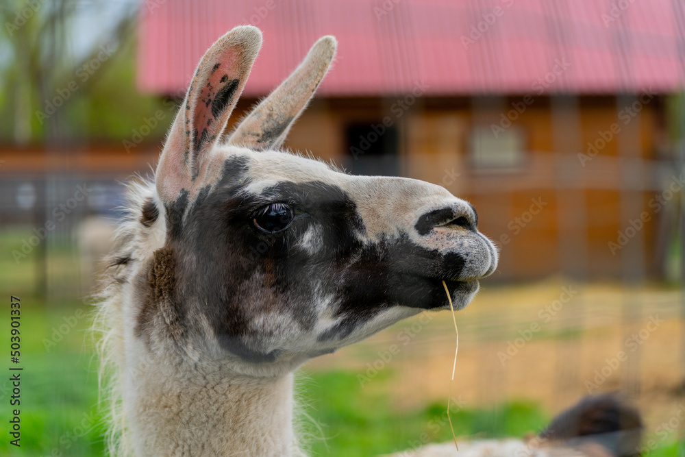 Cute south american llama animal. Pet of the Incas.