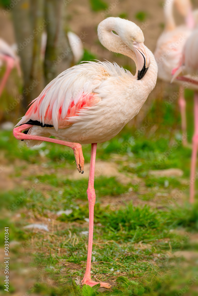 Exotic beautiful flamingo bird. World of wild birds. Exotic beautiful flamingo bird. World of wild birds.