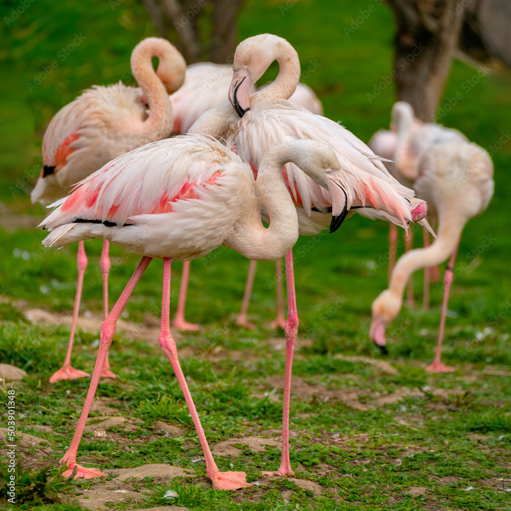 Exotic beautiful flamingo bird. World of wild birds. Exotic beautiful flamingo bird. World of wild birds.