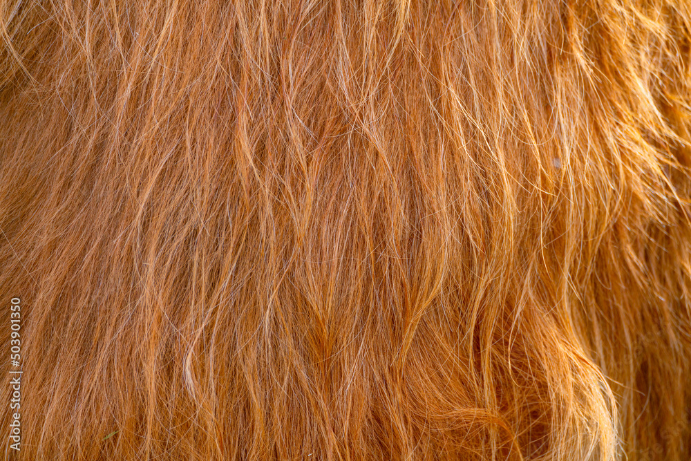 The texture of the brown skin of a Scottish cow. Thick fluffy red hair. The texture of the brown skin of a Scottish cow. Thick fluffy red hair.