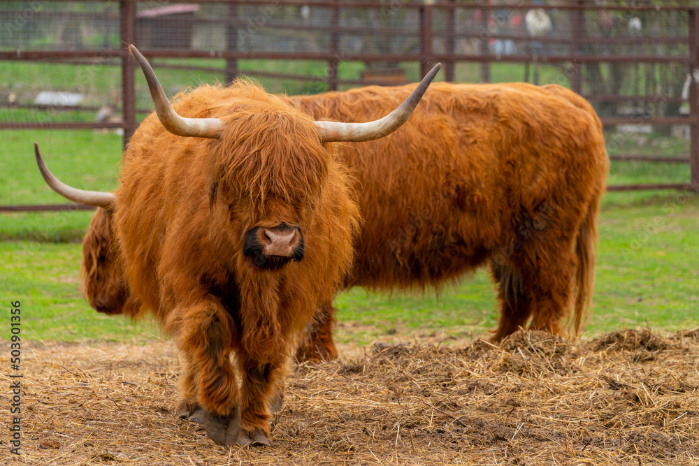 Pet hairy Scottish cow. Thick fluffy red hair. Pet hairy Scottish cow. Thick fluffy red hair.