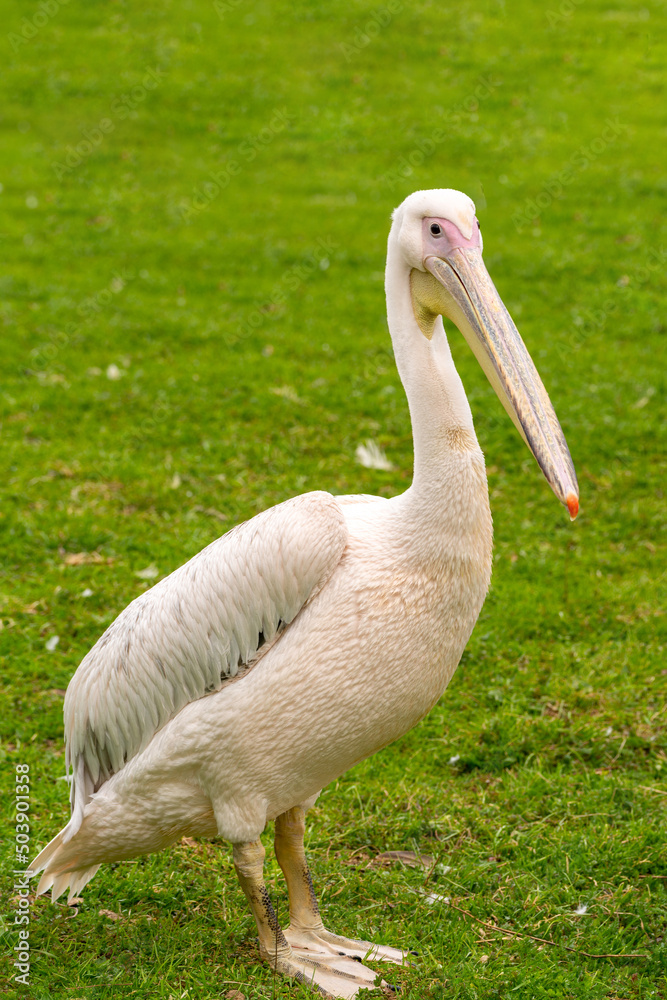 Young beautiful pelican bird on green grass. World of wild birds.