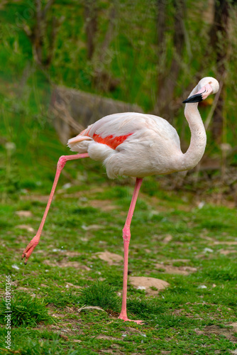 Exotic beautiful flamingo bird. World of wild birds.