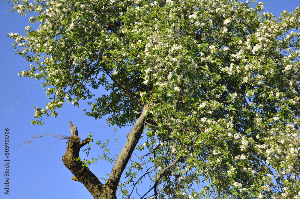 Fototapeta premium seasonal apple blossom. apple tree flowers