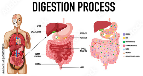 Diagram showing digestion process