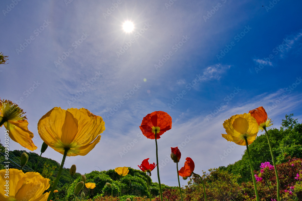 Obraz premium ポピー