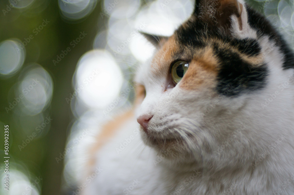 Wild cat living in a Japanese forest Wild cat living in a Japanese forest