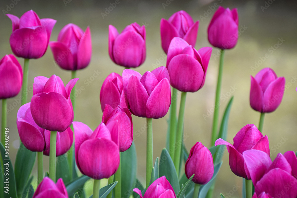 Obraz premium Purple tulips in the garden