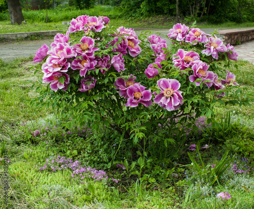 pink peony flower peony bush tree at garden