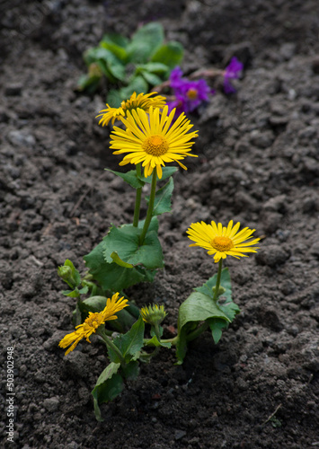 Close-up of petal of a yellow wild chamomile. flowers in the garden. macro na...