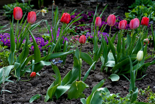 Beautiful tulips grow in the garden. Close up of a tulip. A variety of flower...