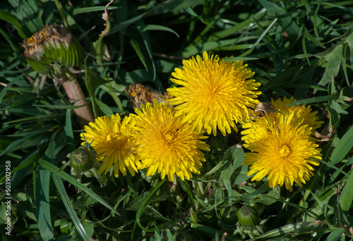 A large head of a young dandelion. Yellow dandelion head in the grass.