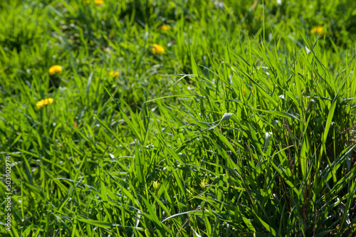 Green spring grass at the meadow, young juicy blades of grass in the sun.