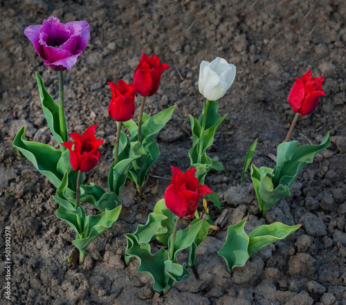A variety of tulips grow in the garden. Close up of a tulip. flowers in the s...