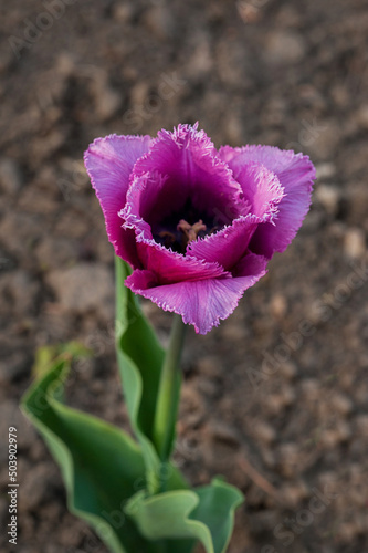 young pink tulip with fringe on the petals, derived varieties