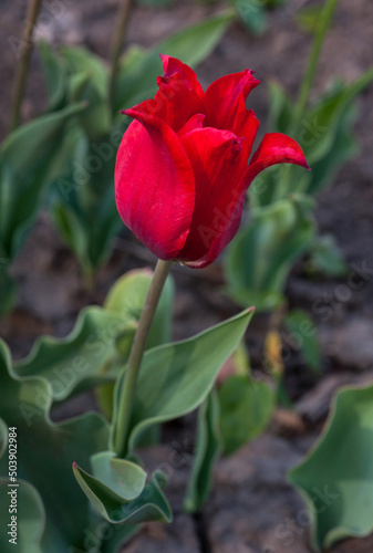 Red tulip grow in the garden. Close up of a tulip.