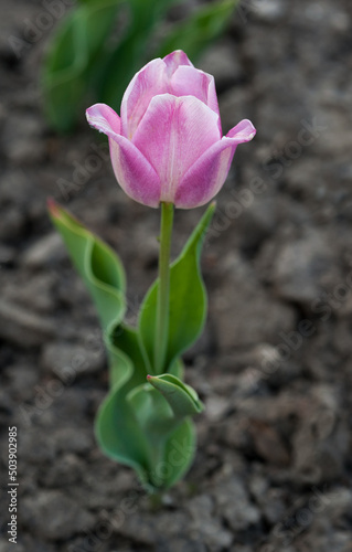 young pink and delicate tulip, bred varieties