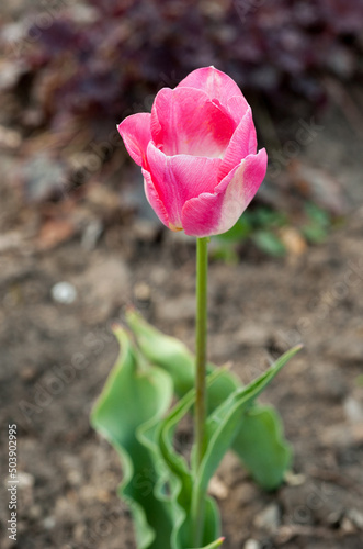 young pink and delicate tulip, bred varieties