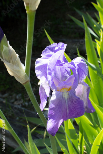 iris pallida variegata light lavader  color flower  into green flowering garden  photo