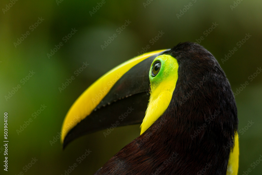 Blackmandibled Toucan (Ramphastos ambiguus) formerly known as Chestnut