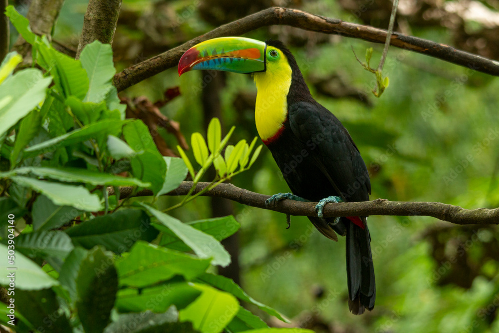 Fototapeta premium Keel-billed Toucan (Ramphastos sulfuratus) perching on branch, Colombia- stock photo